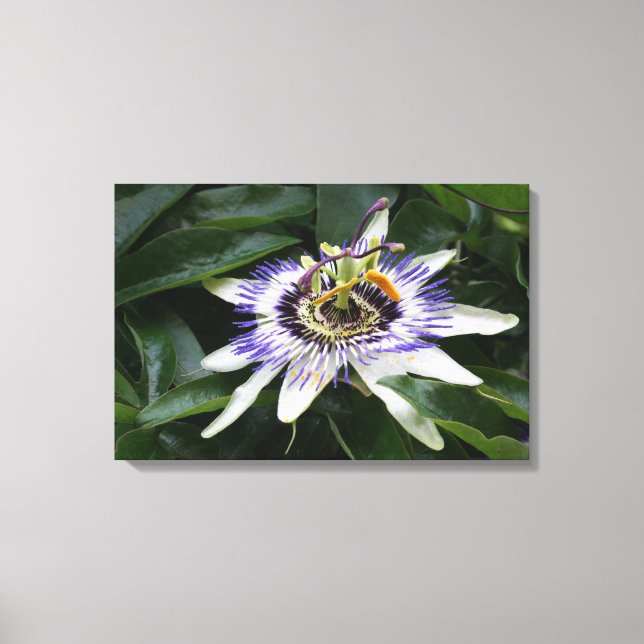 Toile Passiflora - Photographie florale (Recto)