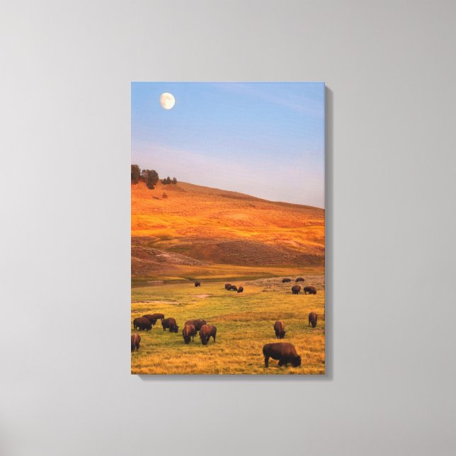 Toile Pâturage de bisons sur la colline à Hayden Valley (Recto)