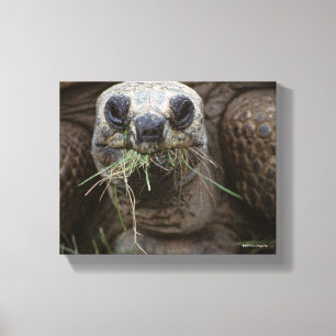 Toile Pâturage de tortue d'Aldabra