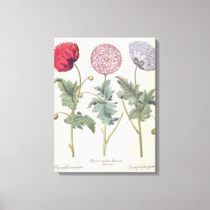 Toile Pavots : rubicundis multiplex des albumoris