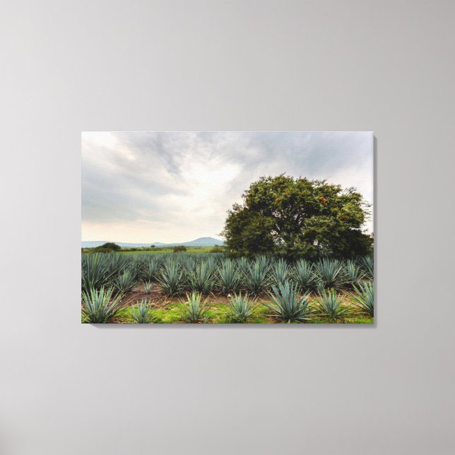 Toile Paysage Avec Agave Bleue (Recto)