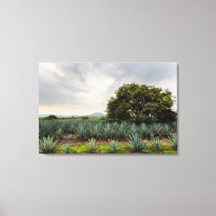 Toile Paysage avec l'agave bleu