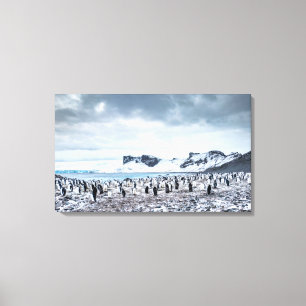 Toile Paysage de colonie de pingouin de jugulaire