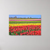 Paysage de tulipes colorées