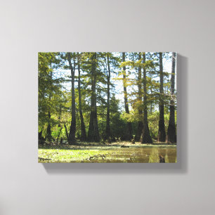 Toile Paysage du marais de Cypress