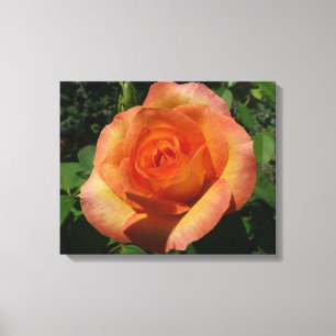 Toile Peach Rose Orange Floral Photographie