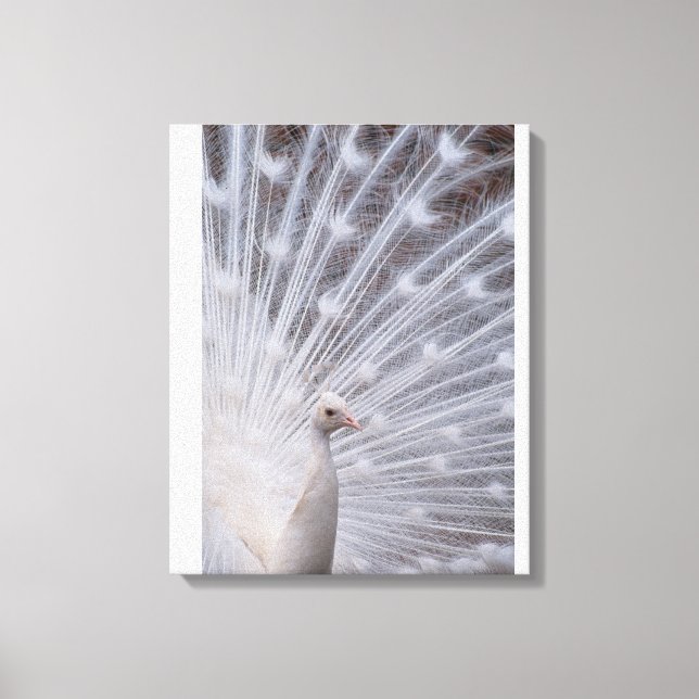 Toile Peacock blanc (Recto)