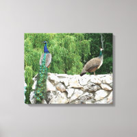 Peacock in a Garden photographie Imprimer Wall Art