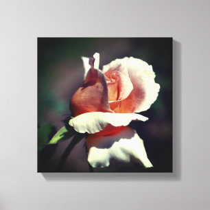 Toile Pêcher la fleur Rosebud en gros
