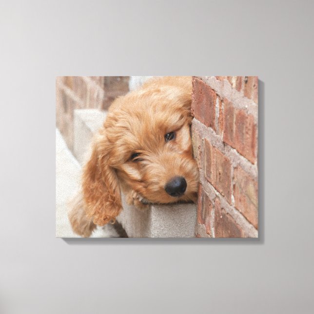 Toile Peecing de Goldendoodle (Recto)