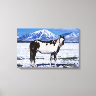Toile Peignez le cheval se tenant dans la neige