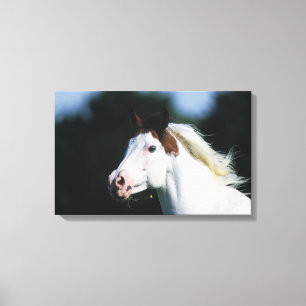 Toile Peignez le Headshot 3 de cheval