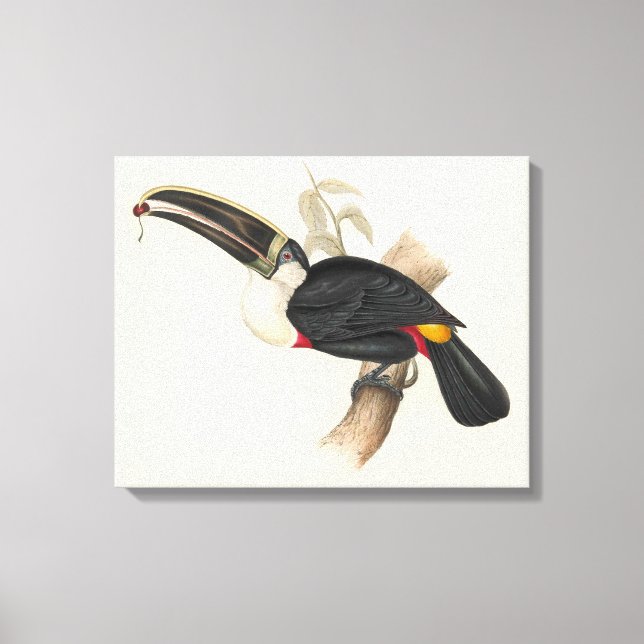 Toile Peinture animalière d'antiquités Toucans (Recto)