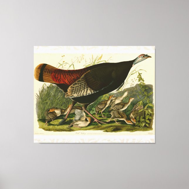 Toile Peinture d'oiseaux sauvages de Turquie Audubon (Recto)