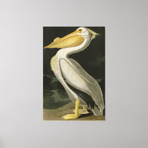 Toile Pélican blanc américain, les oiseaux d'Amérique d'