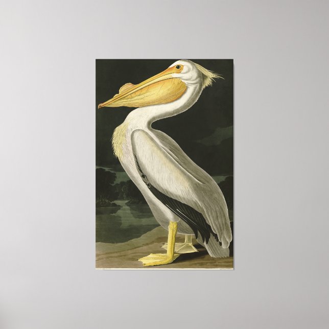 Toile Pélican blanc américain, les oiseaux d'Amérique d' (Recto)