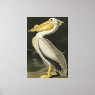 Toile Pélican blanc américain, les oiseaux d'Amérique d'