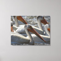 Pélican blanc d'Amérique Photographie de la nature