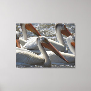Toile Pélican blanc d'Amérique Photographie de la nature