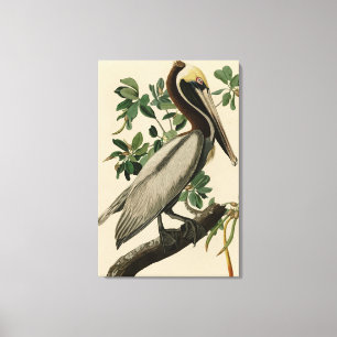 Toile Pélican Brown d'Audubon's Birds of America