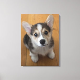 Toile Pembroke Welsh Corgi Puppy 3