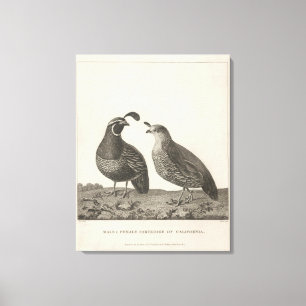 Toile Perdrix masculine et femelle de la Californie