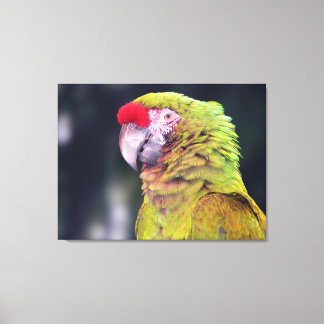 Toile Perroquet de l'Amazonie à Couronnes Rouges