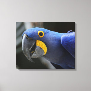 Toile Perroquet Macaw Bleu Et Jaune