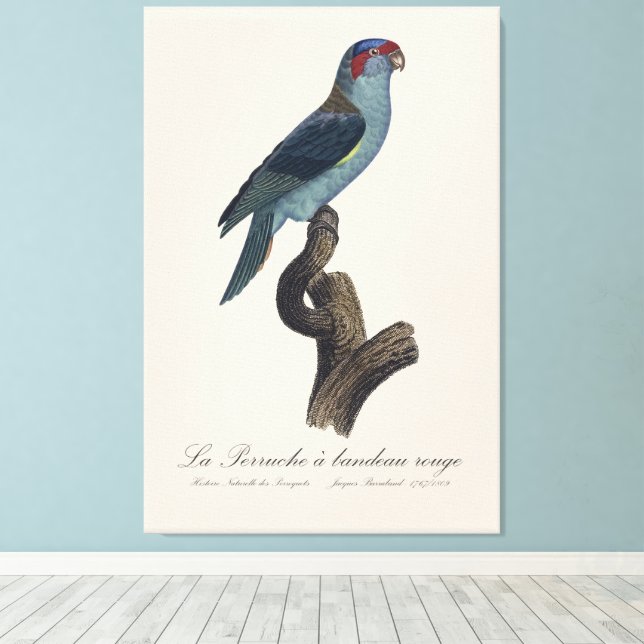 Toile Perruche a bandeau rouge / Musk Lorikeet (Insitu (Plancher de Bois))