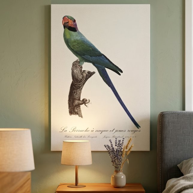 Toile Perruche à longue queue, Psittacula Longicauda (Long-Tailed Parakeet, Psittacula Longicauda. Canvas Print)