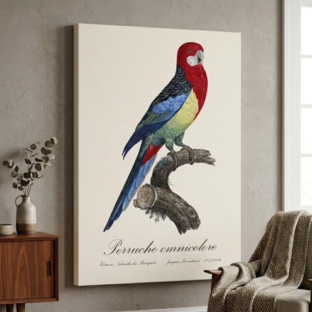 Toile Perruche omnicolore / Eastern rosella  (Eastern rosella or Platycercus eximius parakeet. Canvas Print)