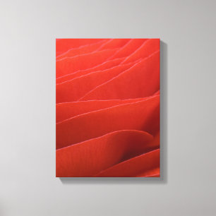 Toile Pétales de fleurs rouges Ranunculus