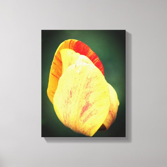 Toile Pétales De Fleurs Tulipes Avec Arroses À La Pluie (Recto)