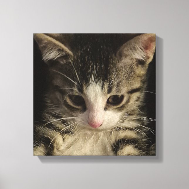 Toile Petit chaton (Recto)