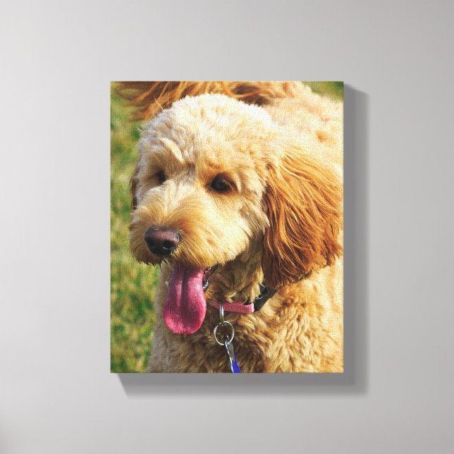 Toile Petit chien Goldendoodle (Recto)