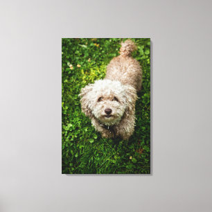 Toile Petit chien regardant l'appareil-photo