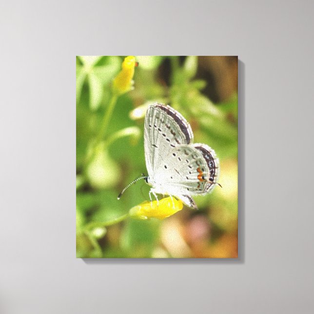 Toile Petite papillon (Recto)