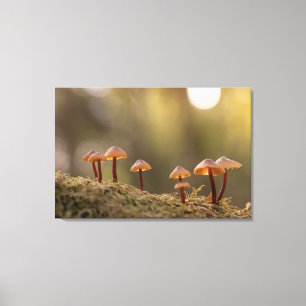 Toile Petits champignons Photo nature