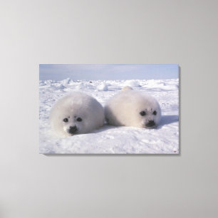 Toile Phoque du Groenland (Phoca groenlandica) Jeunes ph
