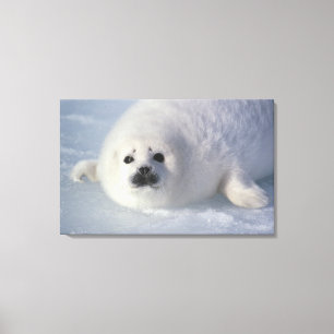 Toile Phoque du Groenland (Phoca groenlandica) Un harpe 