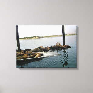 Toile Phoques du port, Morro Bay, Californie