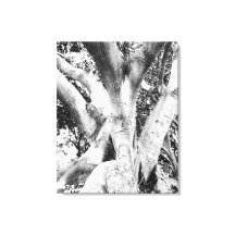 Photo Arbre - Arbre noir et blanc Monochrome épais