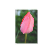 Photo de fleurs de tulipe rouge printemps.
