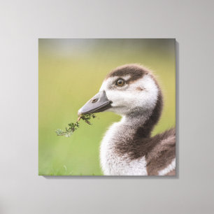 Toile Photo de la nature de mignonne Goose Chick