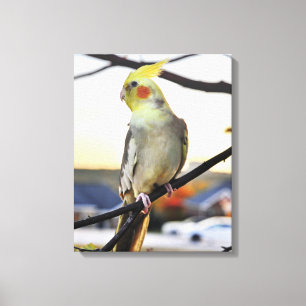 Toile Photo de profil de cockatiel