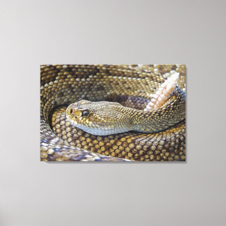 Toile Photo de serpent à sonnette