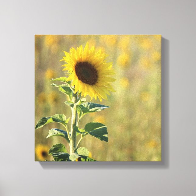 Toile Photo de tournesol jaune unique (Recto)