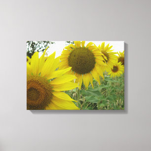 Toile Photo de tournesols simple