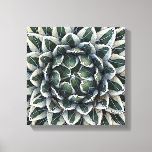 Toile Photo de Victoria-reginae d'agave par Debra Lee