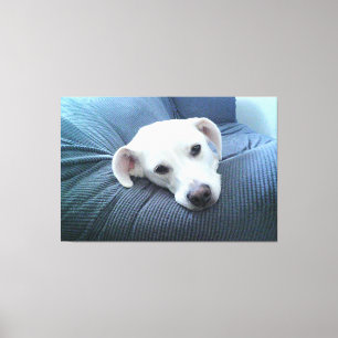 Toile Photo d'un beau visage de chien blanc paisible